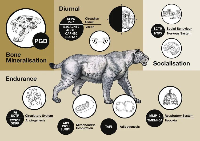 Scientific figure showing carnivore gene functions and anatomical traits