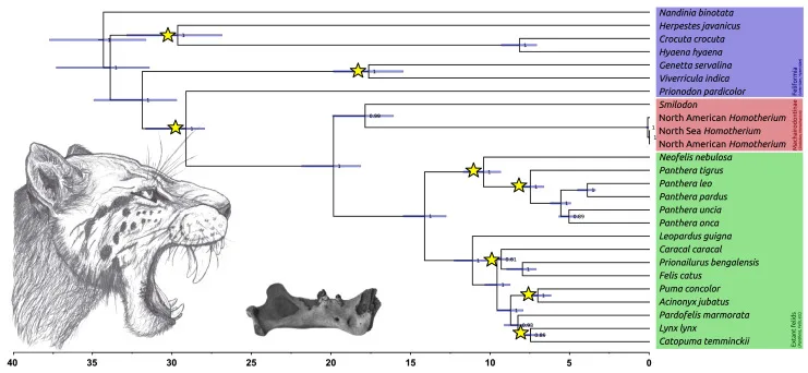 Scientific figure combining a sabertooth cat illustration with a phylogenetic tree