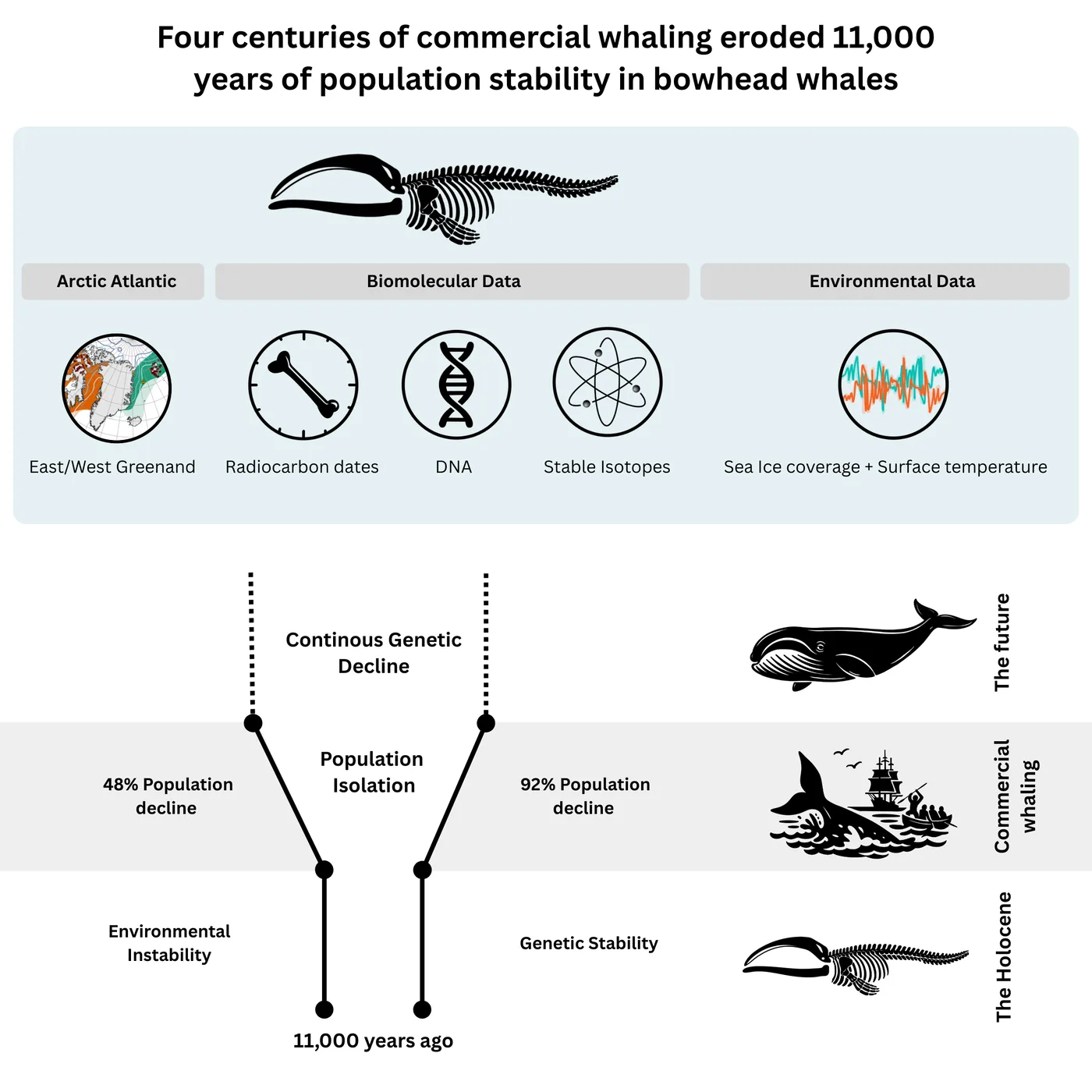 Graphical abstract explaining bowhead whale population history and commercial whaling impacts