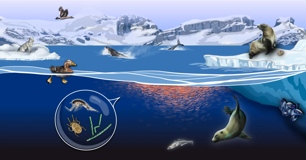 Journal cover-style Arctic marine ecosystem artwork with bowhead whales and population genetics