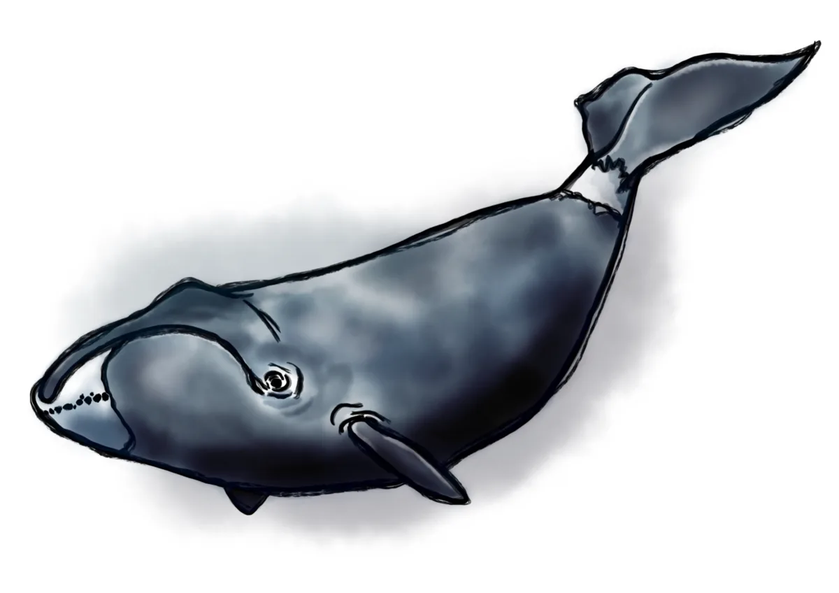 Watercolor-style bowhead whale artwork