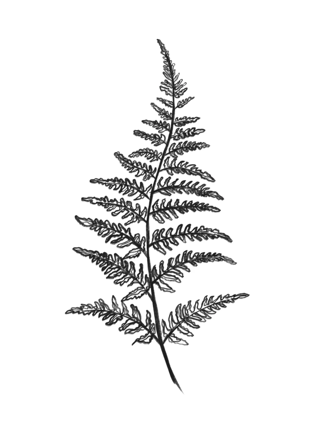 Black line artwork of a fern frond for nature-inspired products
