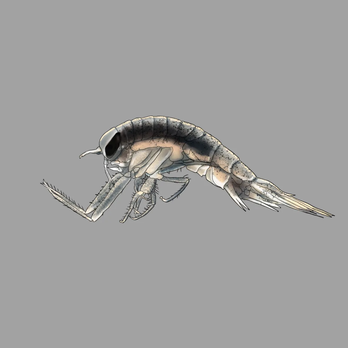 Scientific illustration of a small aquatic arthropod
