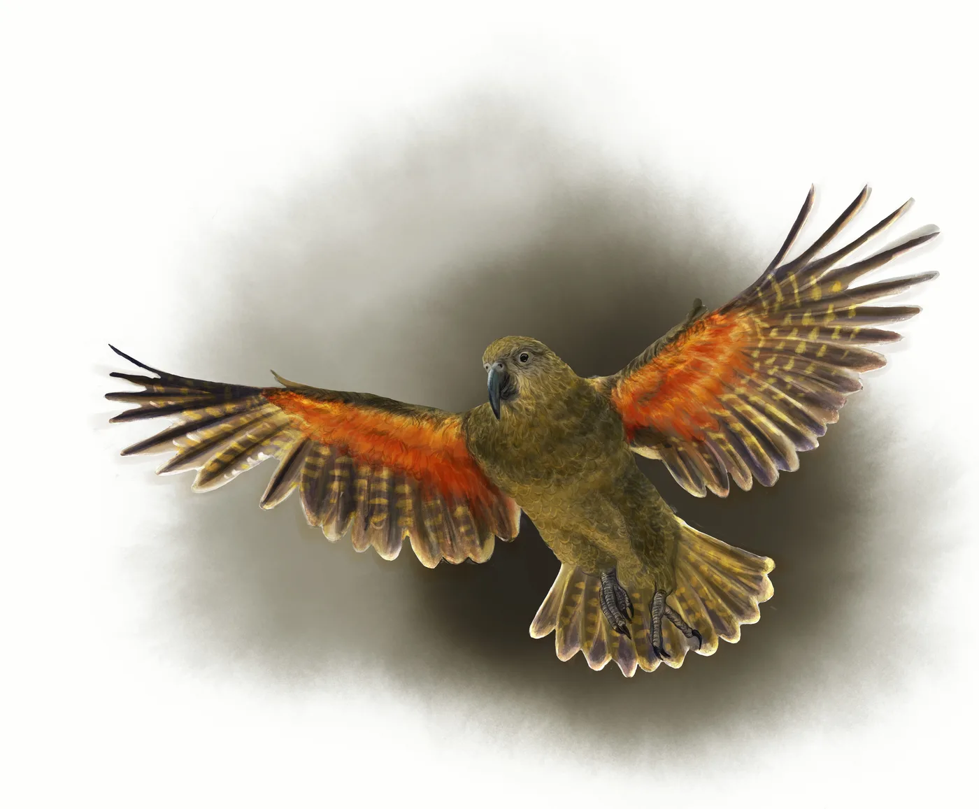 Scientific illustration of a bird with wings outstretched
