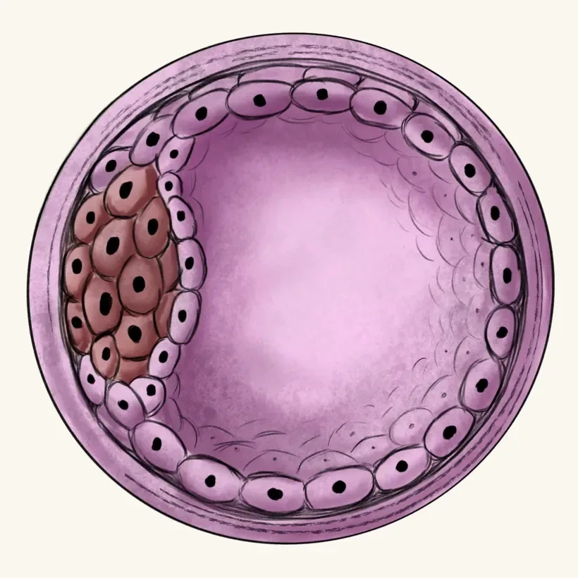 Scientific illustration of a blastocyst with early embryonic cells