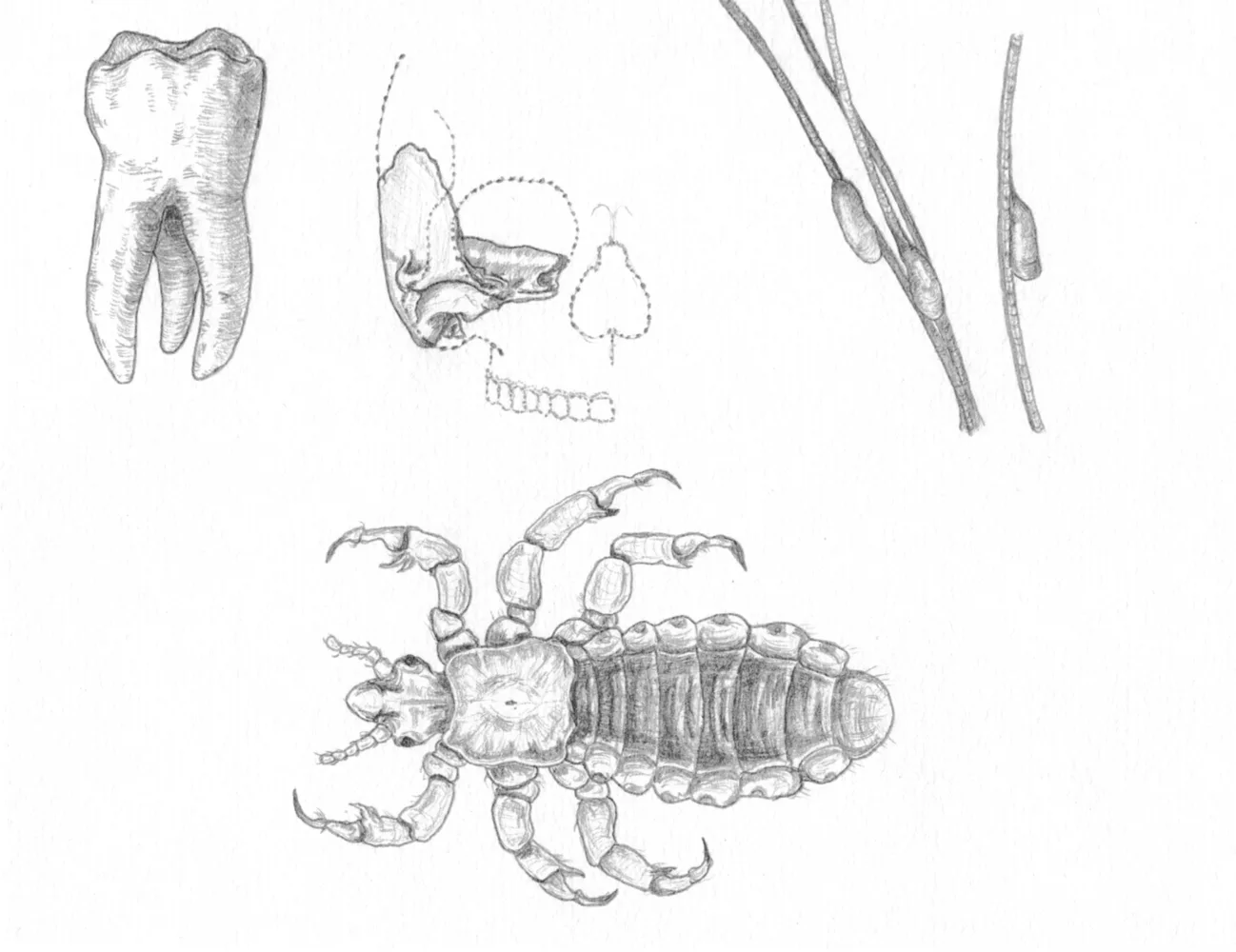 Scientific sketch sheet showing lice anatomy details