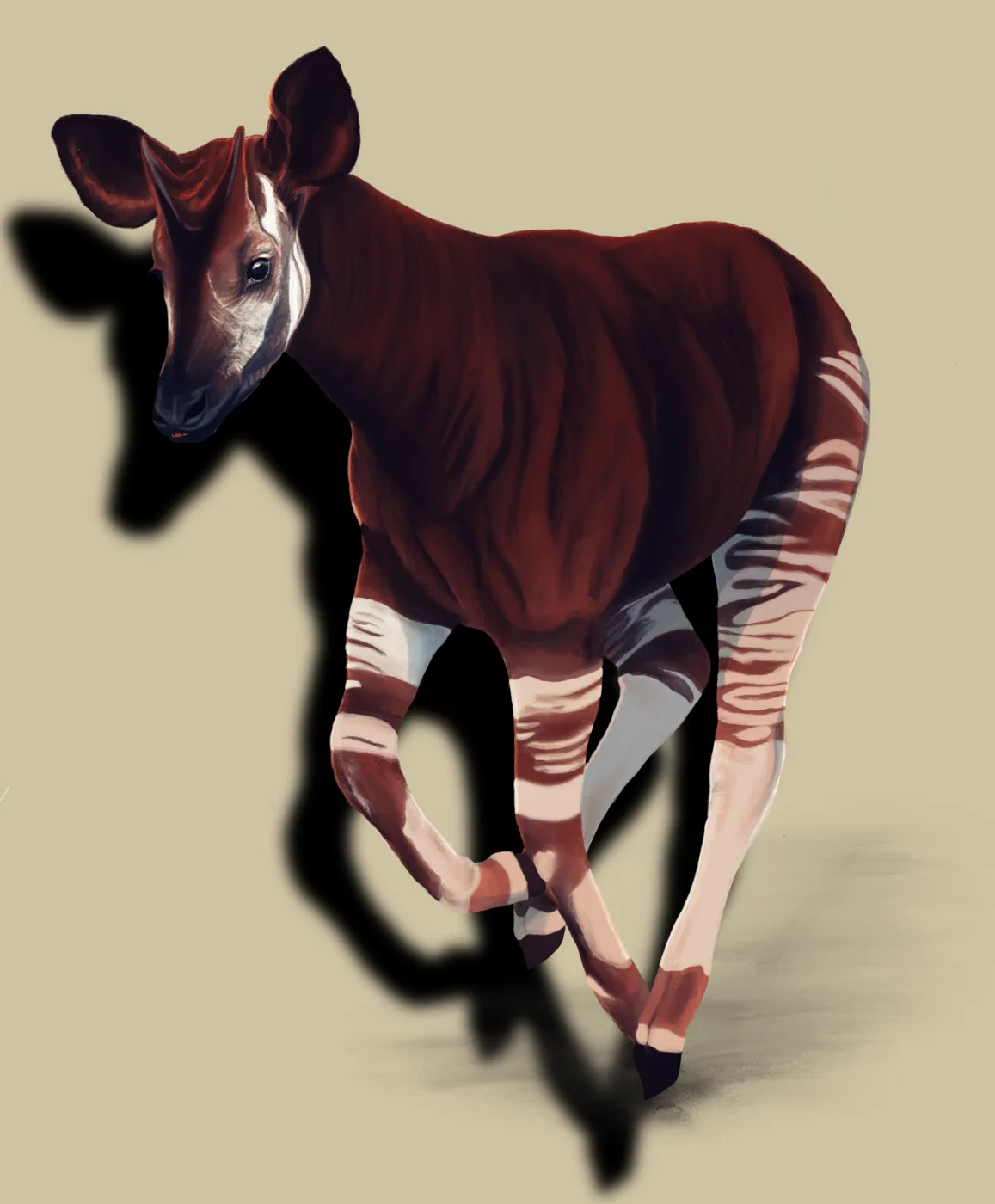 Scientific illustration of an okapi in a natural pose